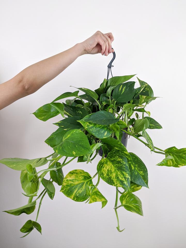 Pothos | How to care for your Jungle Houseplant – Jungle Houseplants