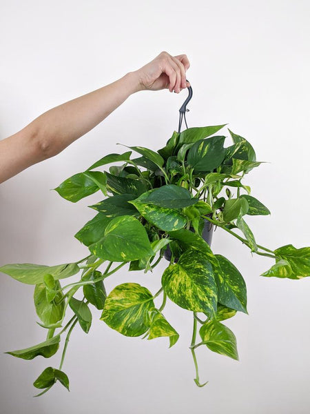 Pothos
