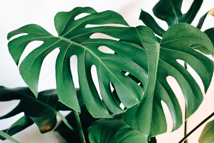 The Ultimate Guide to Monstera Care: Keep Your Swiss Cheese Plant Thriving