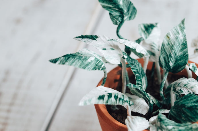 How to Care for a Money Plant: The Complete Guide to a Thriving Green Companion