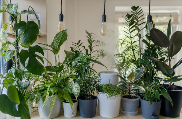 The Most Popular Houseplants You Need to Know About