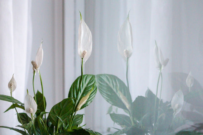 Peace Lily Brown Tips: Causes, Fixes & How to Keep Your Plant Happy