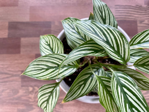 How to care for zebra plants: the complete indoor guide