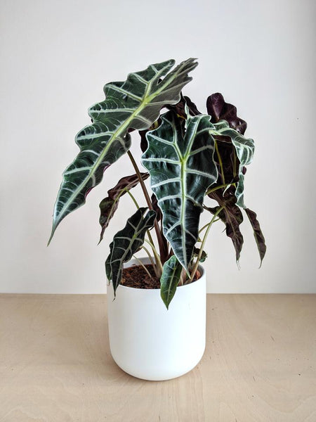 Alocasia Polly