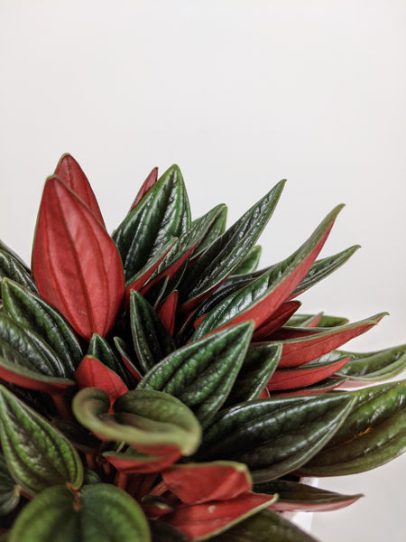 Peperomia Rosso