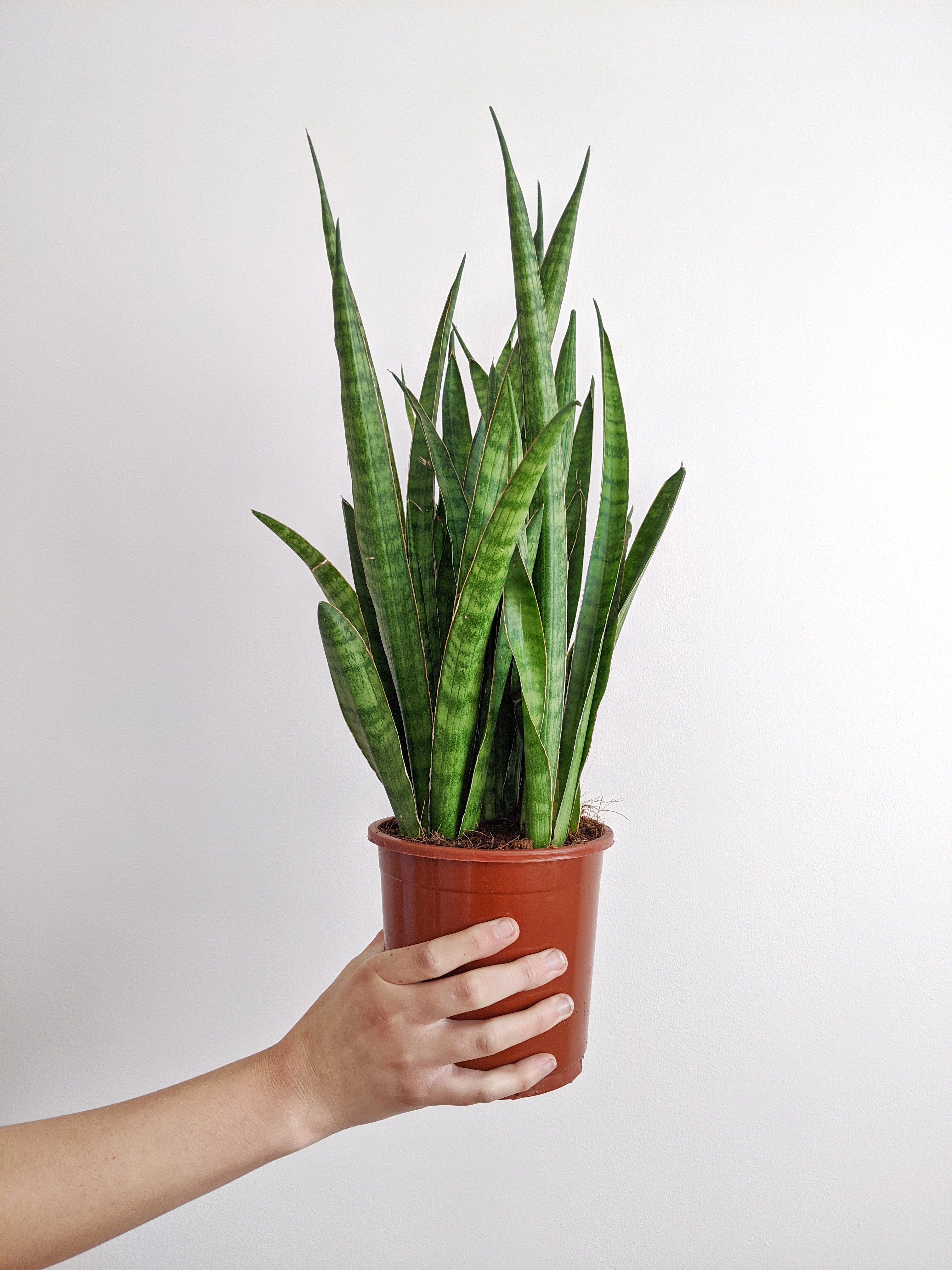 large ceramic plant pot Westcott Ceramic Planter with Drainage & Saucer | Planters & Pots main image 0