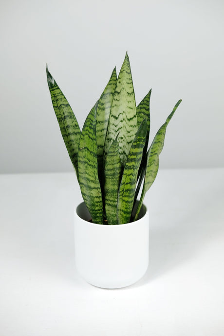 Why are my Snake Plant leaves turning mushy at the base?