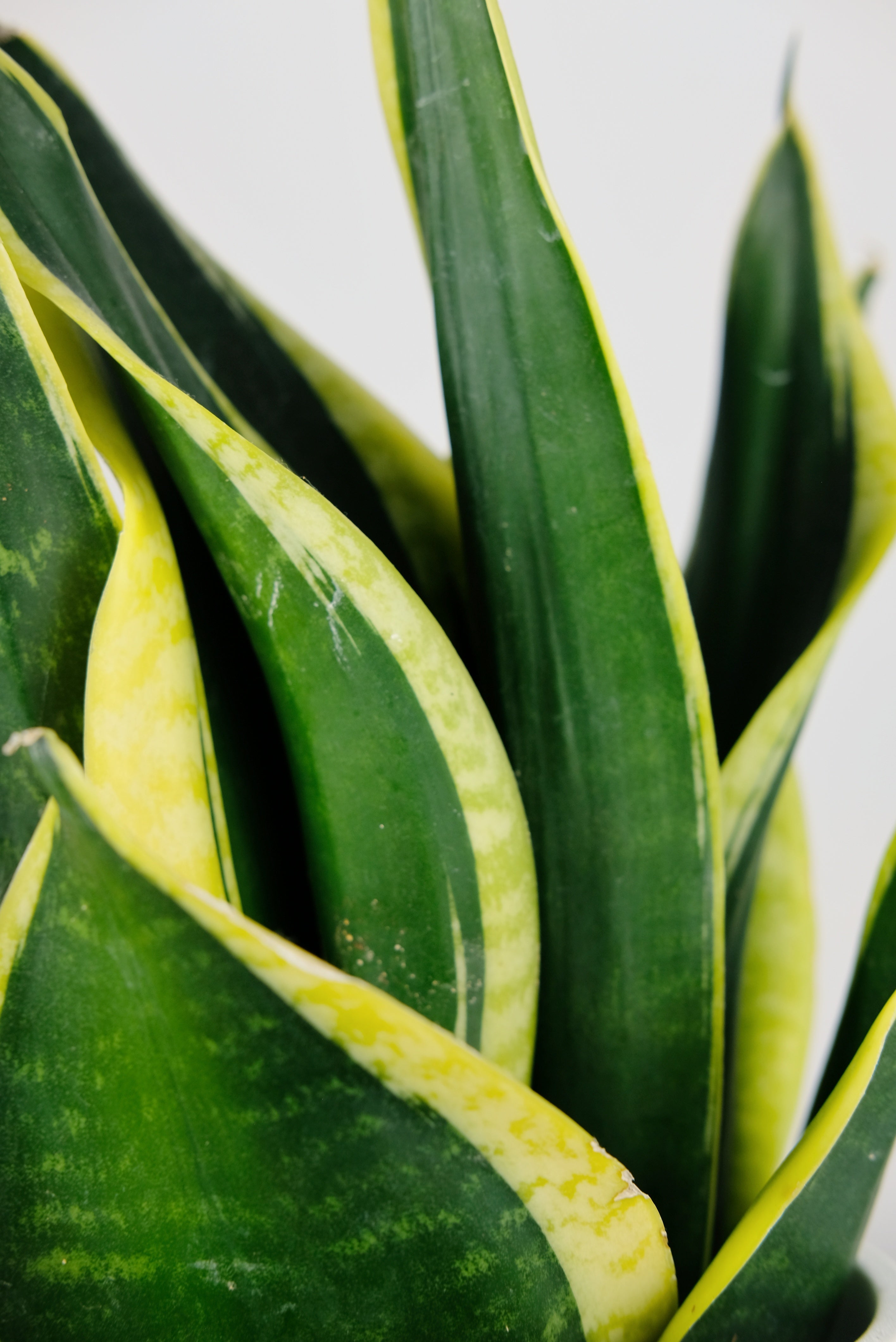 snake plant laurentii Snake Plant | Sansevieria Laurentii | Mother-in-Law's Tongue