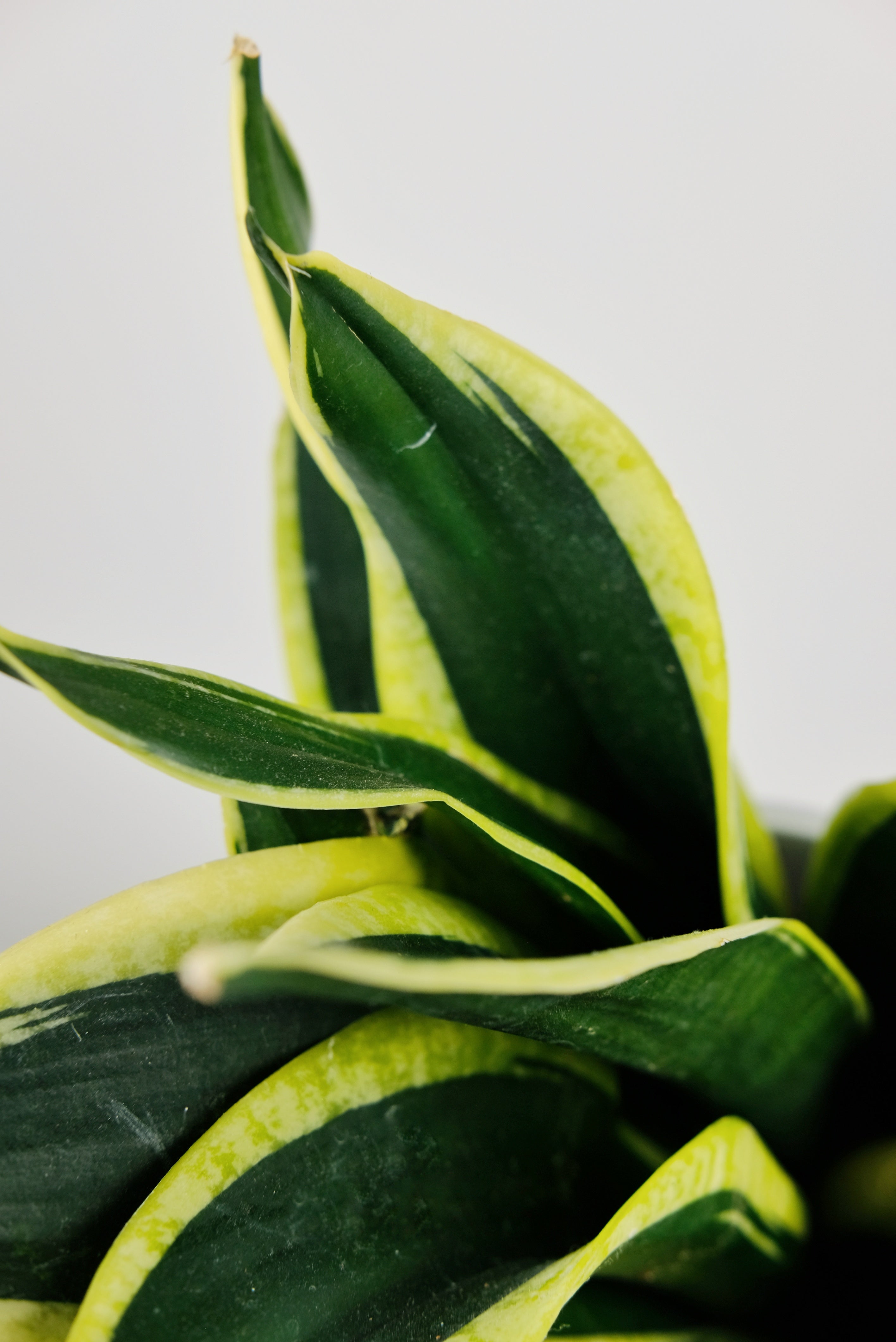 Why are the Leaves on My Snake Plant Wrinkling or Folding?  Jungle  Houseplants