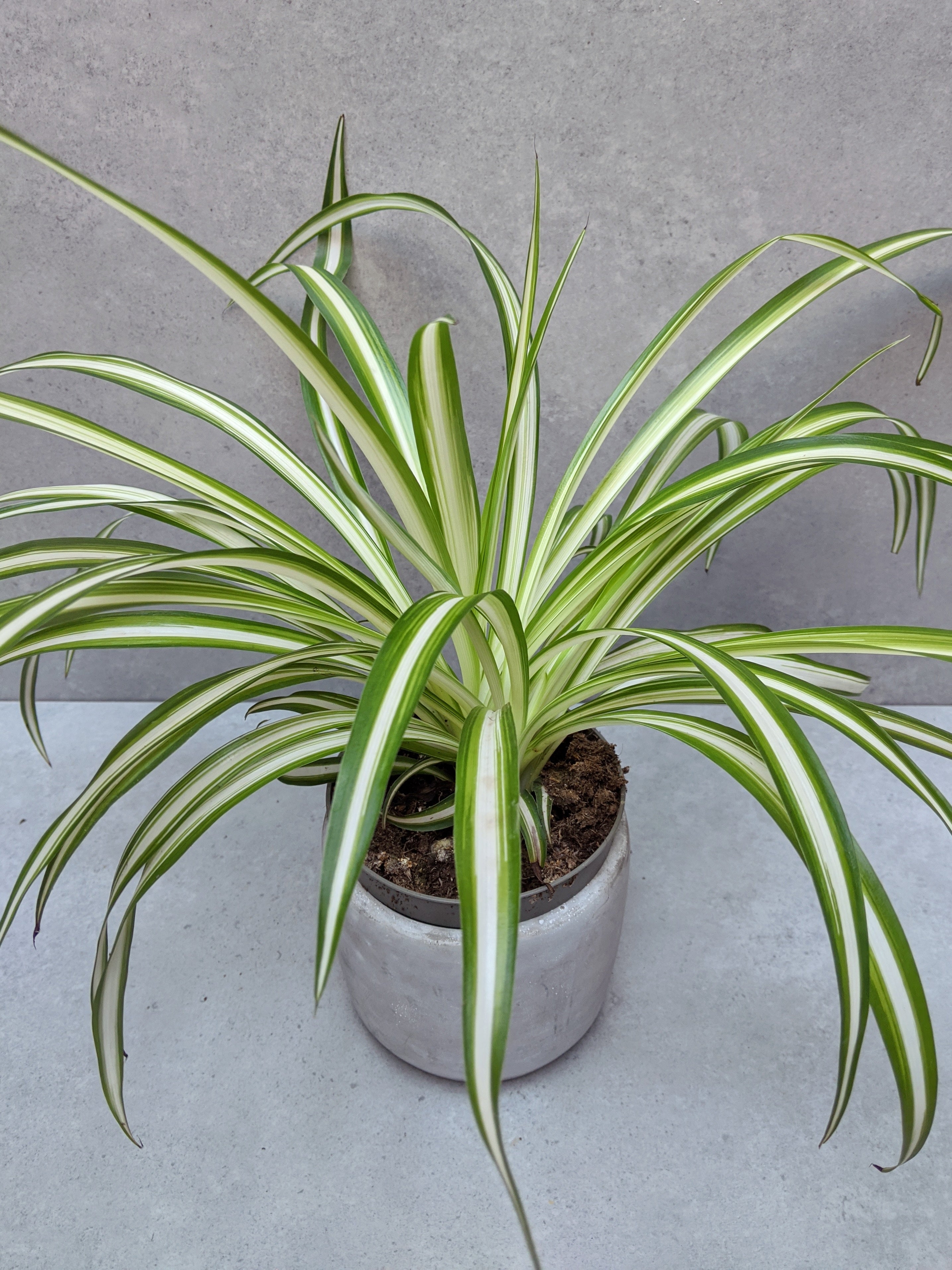 How Much Light Does a Spider Plant Need?  Jungle Houseplants