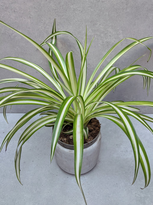 How Much Light Does a Spider Plant Need?