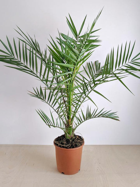 Date Palm