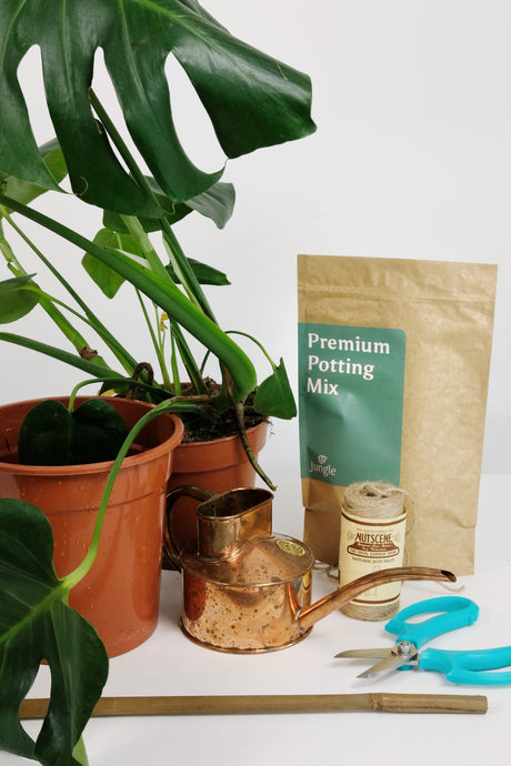 Top Products All Plant Parents Need: The Ultimate Guide to Thriving Indoor Jungles
