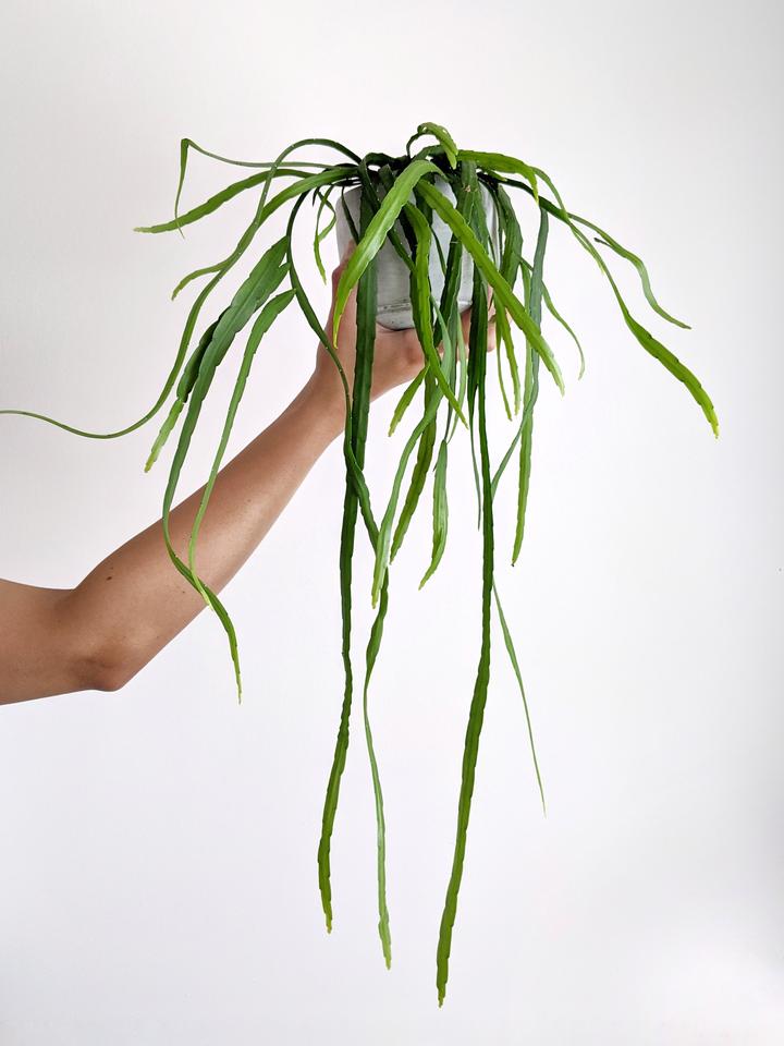 Forest Cacti | How to care for your Jungle Houseplant  Jungle Houseplants