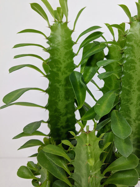 Why is My African Milk Tree Growing Lopsided?