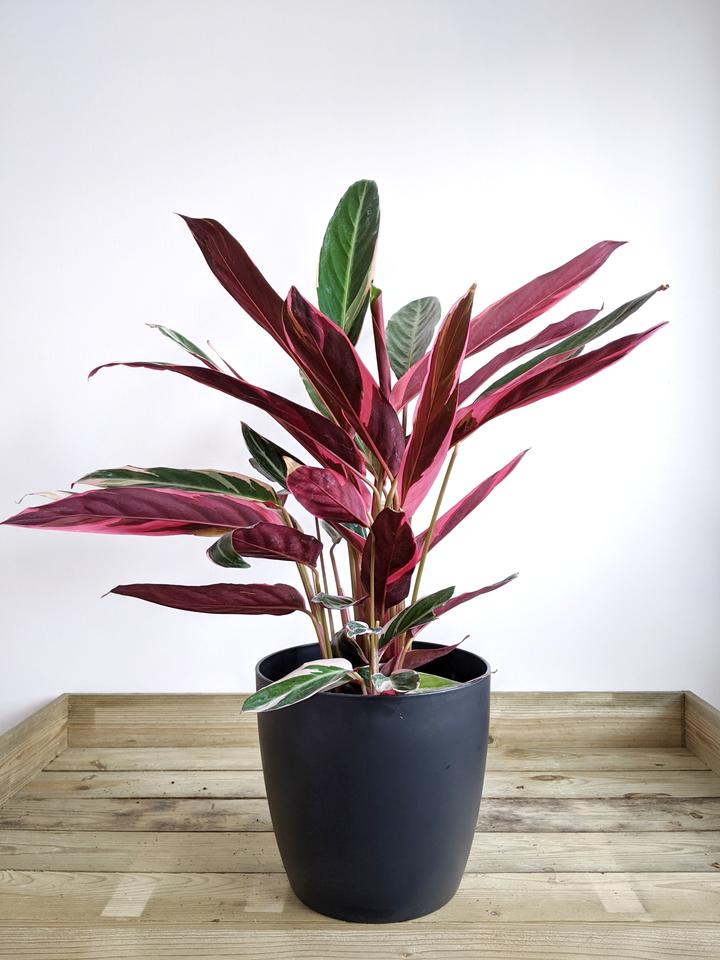 goldfruchtpalme lässt blätter hängen Goldfruchtpalme XL | Dypsis main image 1