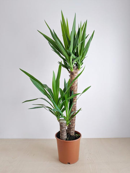 Yucca Plant