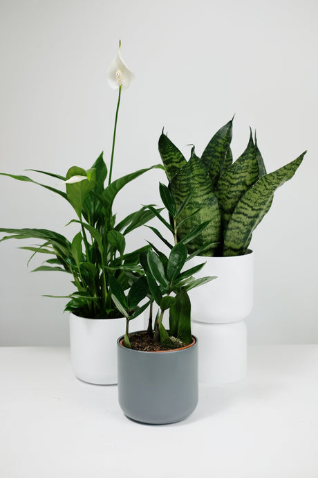 The Top 10 Easiest Houseplants: Low-Maintenance Plants