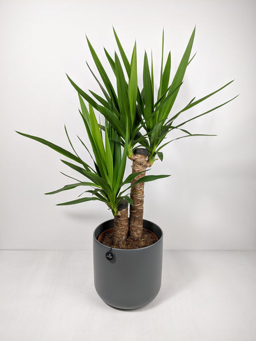 Is Yucca Poisonous to Cats and Dogs? Find Out Here!