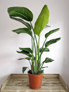 Strelitzia Nicolai | Bird of Paradise