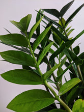 Load image into Gallery viewer, Zamioculcas Zamiifolia | ZZ Plant
