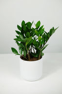 Zamioculcas Zamiifolia | ZZ Plant