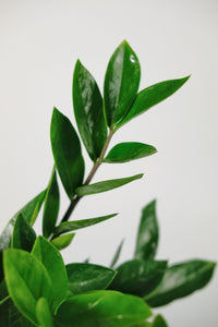 Zamioculcas Zamiifolia Small | Small ZZ Plant