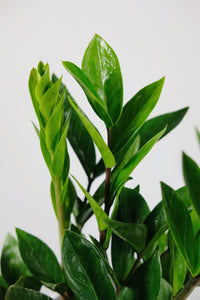 Zamioculcas Zamiifolia | ZZ Plant