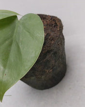 Load and play video in Gallery viewer, Philodendron Scandens | Heart Leaf Vine
