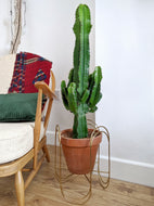 Euphorbia Abyssinica | Desert Candle