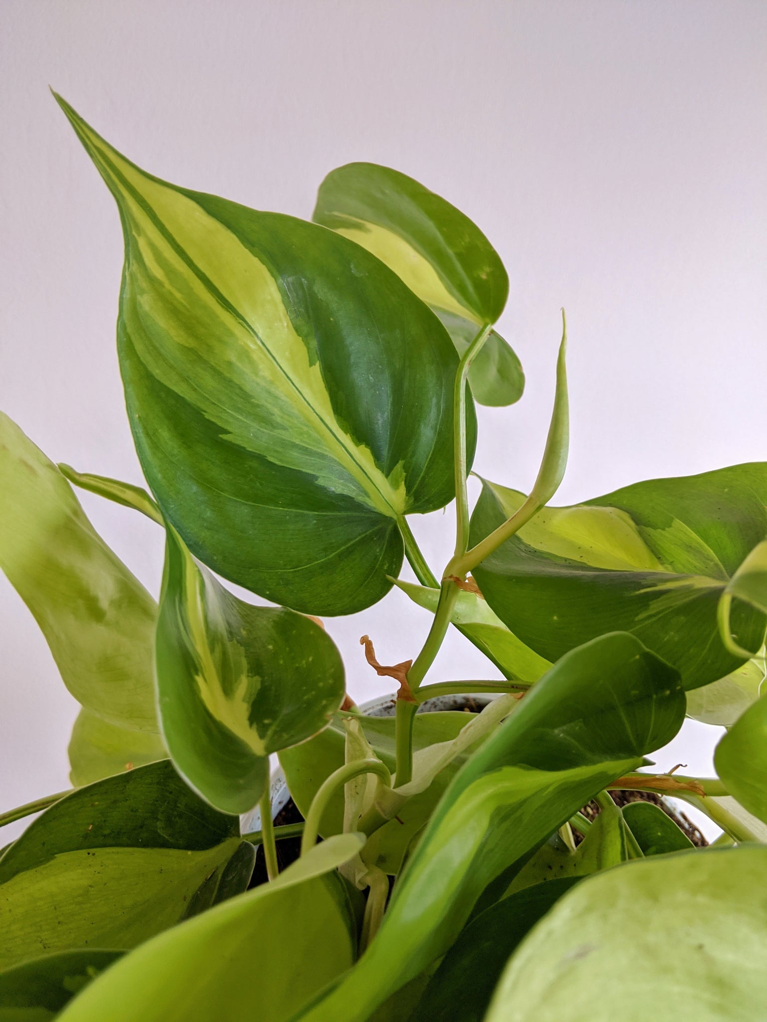 buy philodendron scandens Philodendron Scandens 'Brasil'