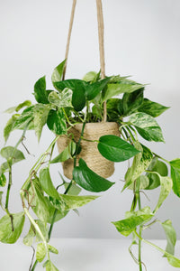 Woven Hanging Basket - 17.5cm