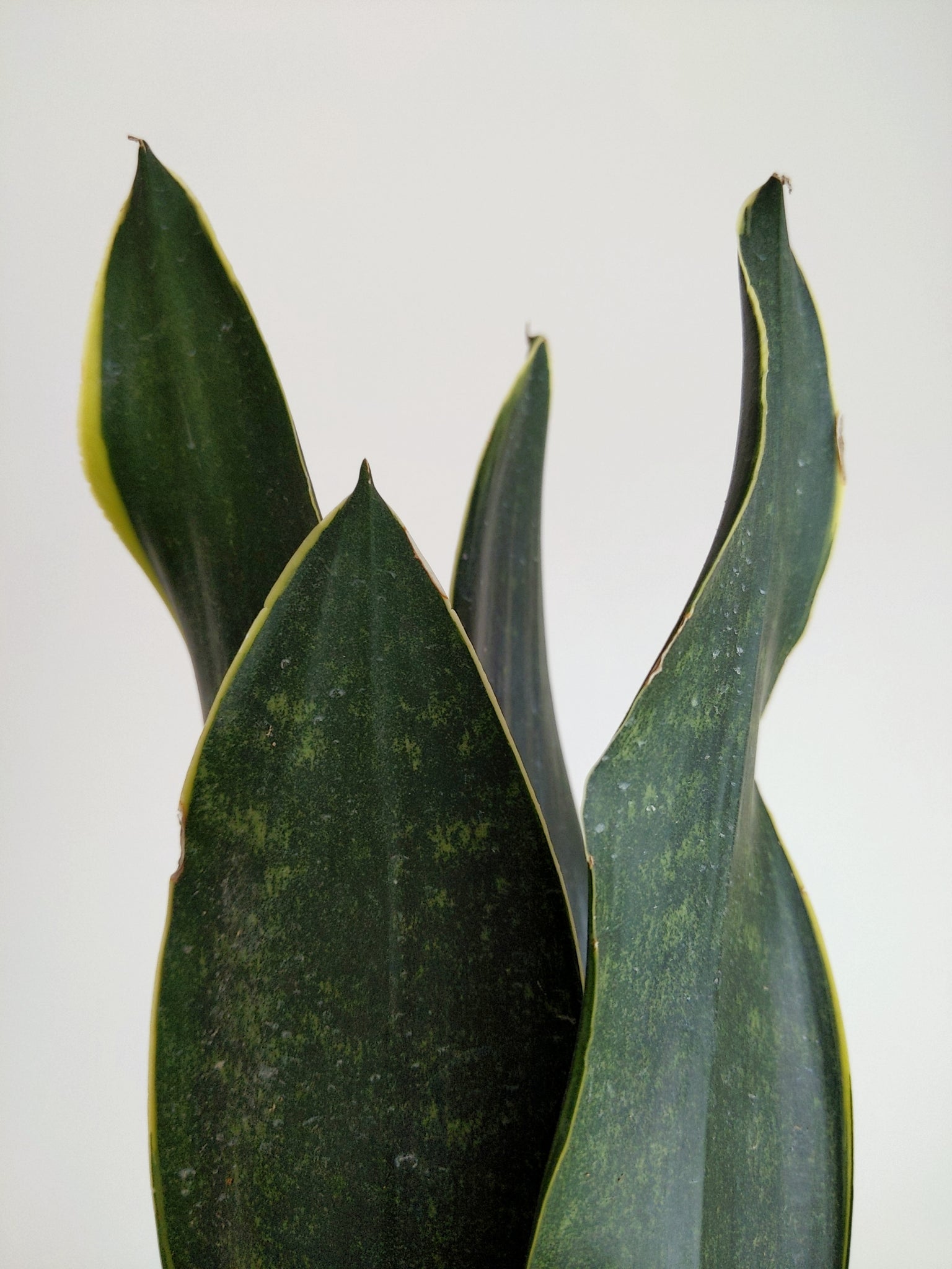 sansevieria cobra Mystery Sansevieria 'Cobra'