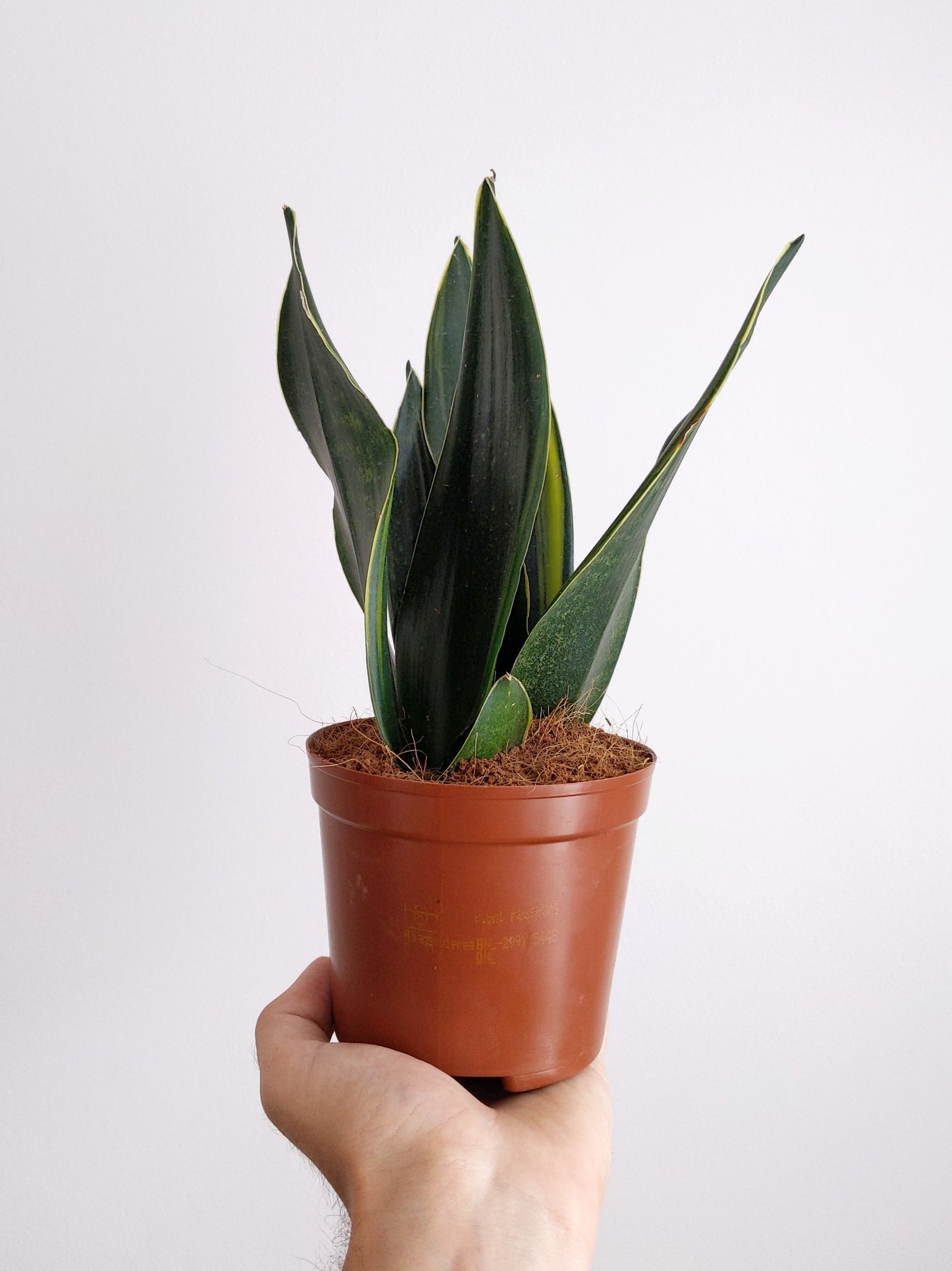 sansevieria cobra Mystery Sansevieria 'Cobra'