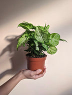 Syngonium Podophyllum | White Butterfly Plant