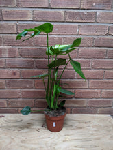 Load image into Gallery viewer, Monstera Deliciosa | The Cheese Plant (Imperfect)
