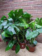 Monstera Deliciosa | The Cheese Plant (Imperfect)