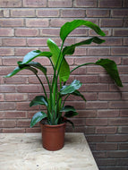 Strelitzia Nicolai | Bird of Paradise (Imperfect)
