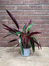 Load image into Gallery viewer, Stromanthe Sanguinea Triostar (Imperfect)
