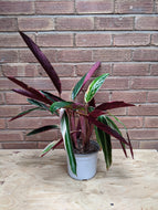 Stromanthe Sanguinea Triostar (Imperfect)