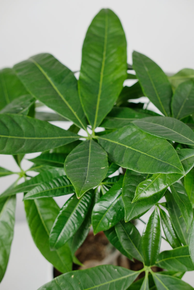 Pachira Aquatica | Provision Tree – Jungle Houseplants