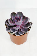 Echeveria 'Purple Pearl'