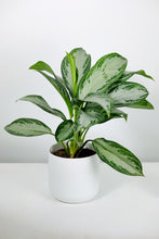 Load image into Gallery viewer, Aglaonema Silver Bay | The Chinese Evergreen
