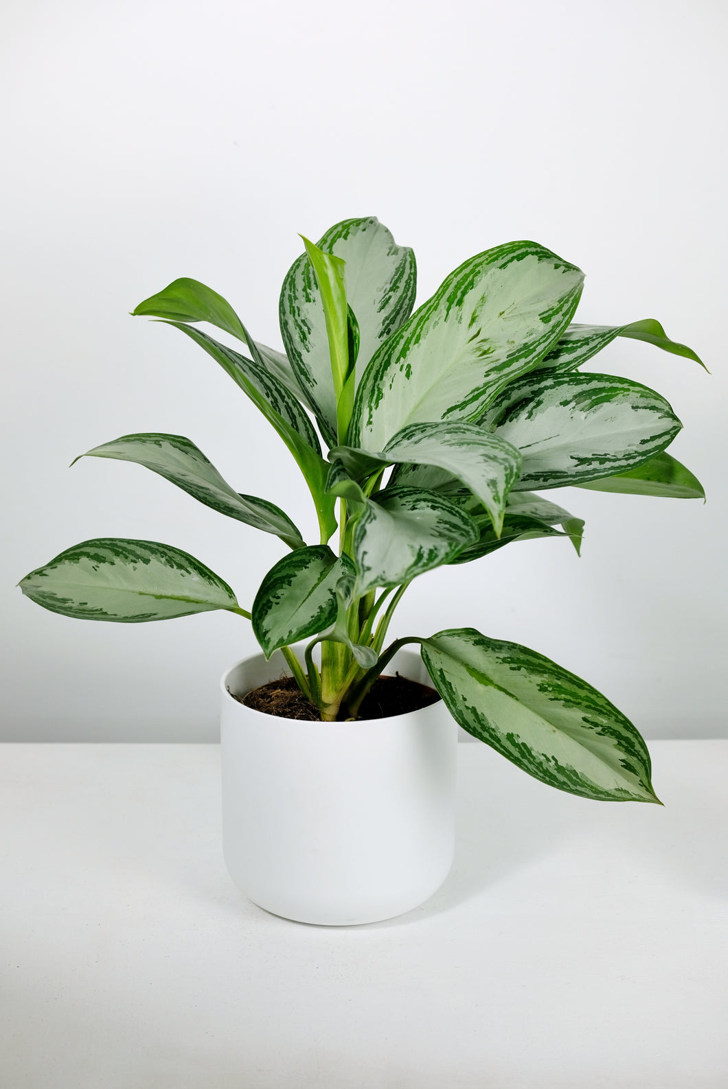 aglaonema uk Aglaonema Silver Bay