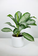 Aglaonema Silver Bay | The Chinese Evergreen