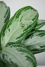 Load image into Gallery viewer, Aglaonema Silver Bay | The Chinese Evergreen
