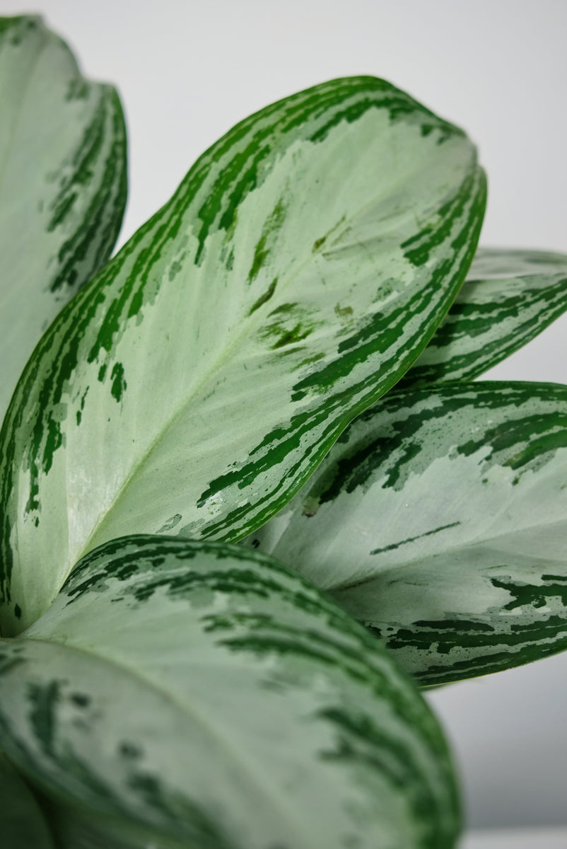 Aglaonema Silver Bay | The Chinese Evergreen – Jungle Houseplants