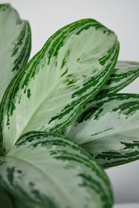 Aglaonema Silver Bay | The Chinese Evergreen