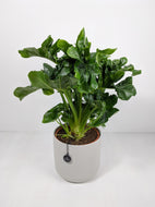 Philodendron Atom