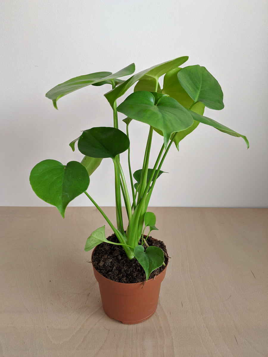 Baby Monstera Deliciosa | Baby Cheese Plant – Jungle Houseplants